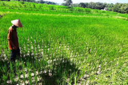 Lahan Mengering, Petani Playen Terancam Gagal Panen