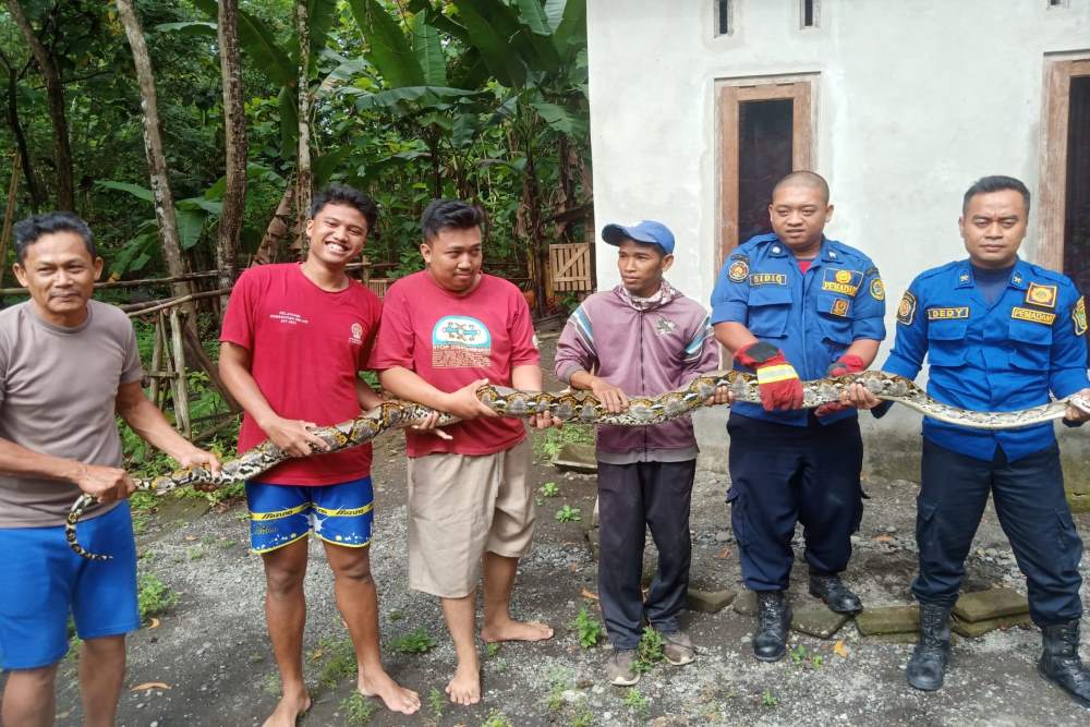 Ular Piton Tiga Meter Ditemukan Melingkar di Atap Rumah Warga Bangunjiwo Bantul