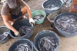 Kelompok Tani Suryo Farm Jogja Budidayakan Ikan Lele Cendol