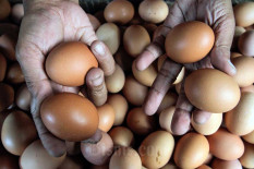 Harga Beras, Telur dan Gula Kompak Turun dalam Sepekan
