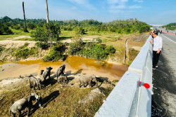 Keren! Tol di Sumatra Ini Ramah Satwa, Dilengkapi Terowongan Khusus Gajah dan Primata