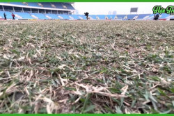 Preview Vietnam Vs Indonesia: Rumput Stadion My Dinh Disebut Mirip Kandang Sapi