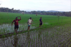 Gunungkidul Klaim Sukses Kendalikan Serangan Hama Pertanian