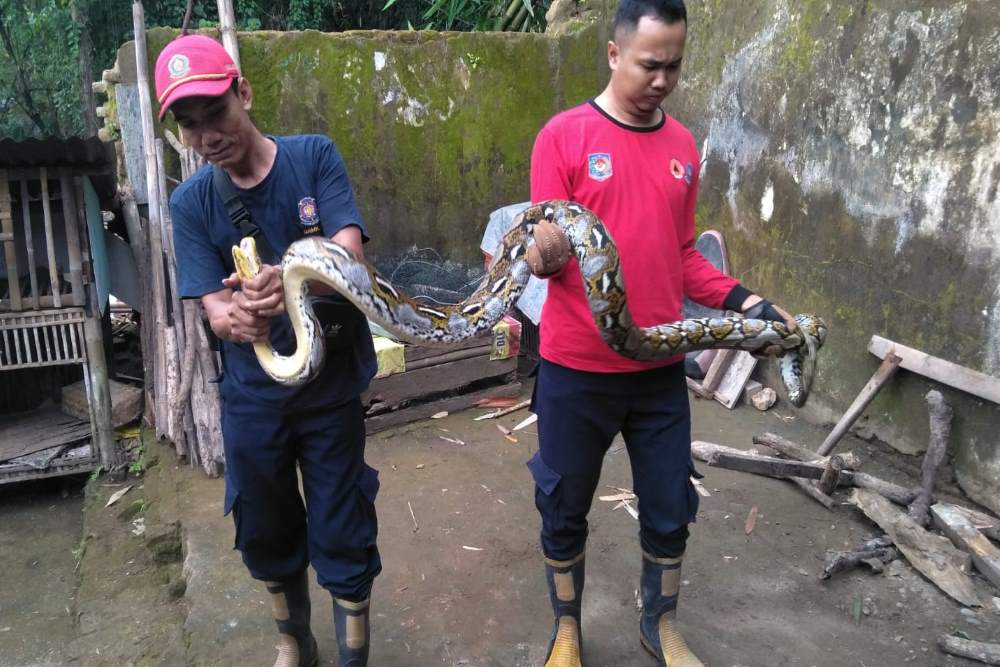 Ular Sanca Masuk Kandang Bebek di Sewon Bantul