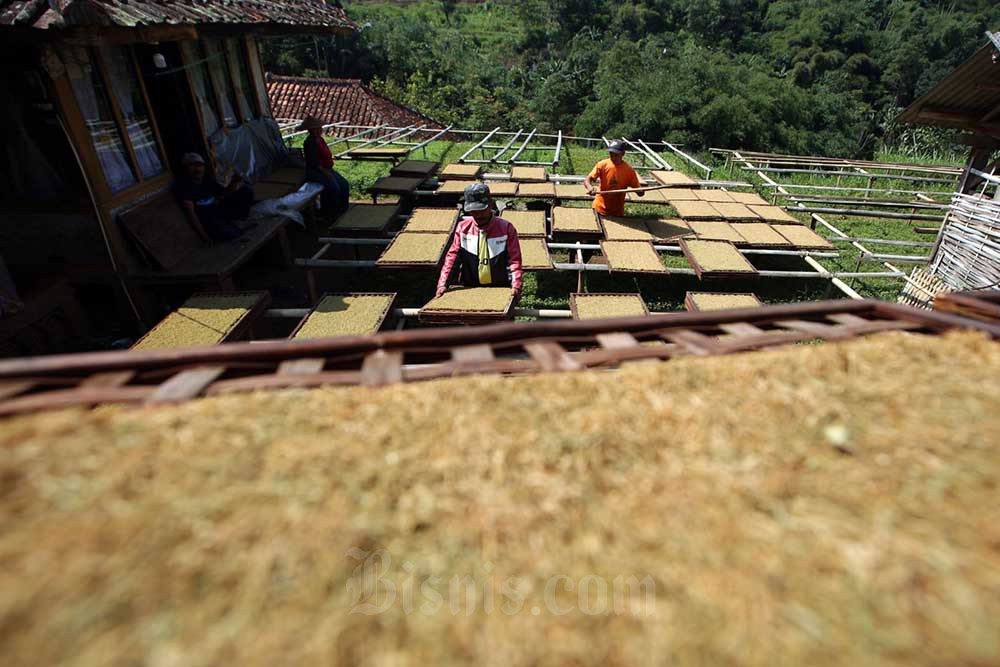 Wow! Dana Bagi Hasil Cukai Tembakau 2023 Tembus Rp5 Triliun