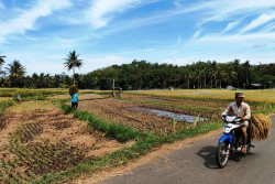 Gunungkidul Mulai Panen Raya Padi