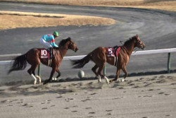 Jarang Terjadi! Kuda Pacuan Ini Mampu Lewati Garis Finis Pertama Meski Kehilangan Joki