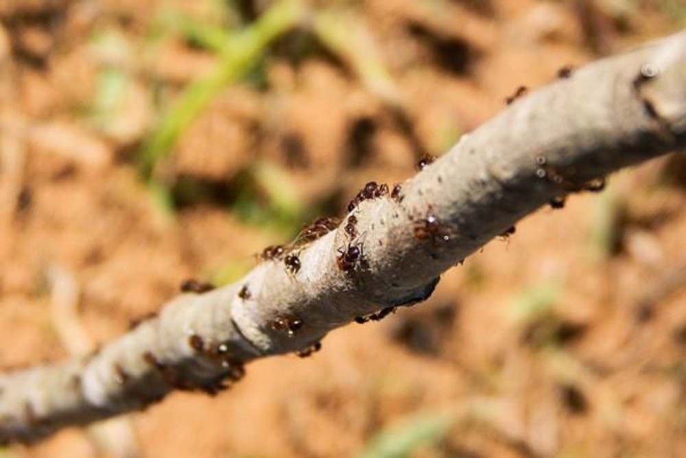 Jangan Buru-Buru Dibunuh! Semut Ternyata Bisa Deteksi Kanker lewat Urine Manusia