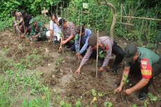 Ini Kendala Pengembangan Hutan Mangrove di Bantul