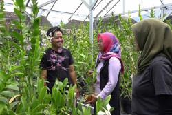 Petani Milenial Magelang Daftarkan Anggrek Pramodhawardhani di Inggris