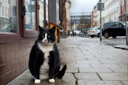 Seekor Kucing Jalanan Jadi Destinasi Wisata Terpopuler di Polandia