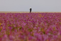 Fenomena Aneh di Arab Saudi, Padang Gurun Jadi Kebun  Lavender