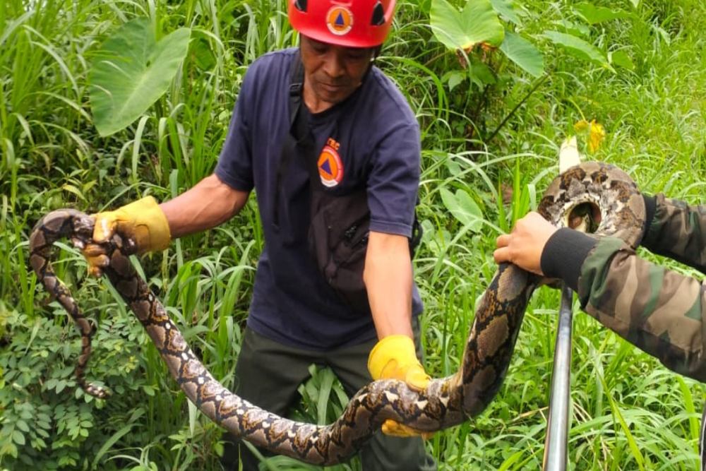 Ular Sawa 2 Meter Ditemukan di Pekarangan Warga Harjobinangun