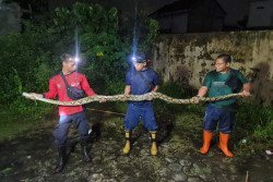 Selama 2 Bulan, Puluhan Ular Ketahuan Masuk Permukiman di Bantul