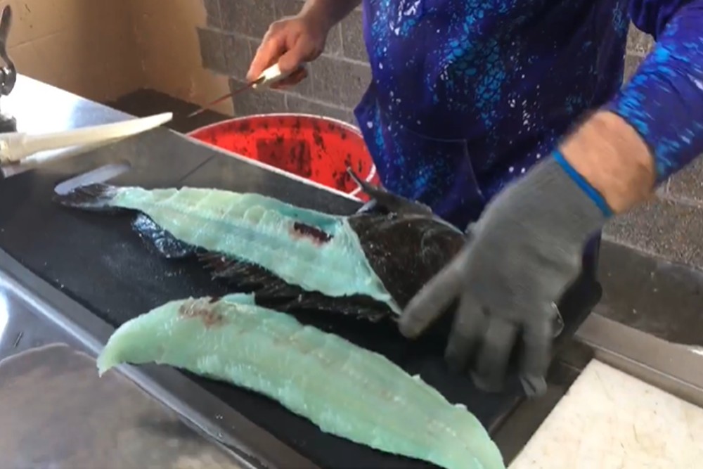Unik! Spesies Ikan Ini Memiliki Daging Berwarna Biru Neon