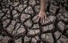 El Nino Diperkirakan Terjadi Pada 2024 Mendatang, Produksi Padi Bakal Menurun