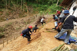 Atasi Lahan Kritis di Semin, Ribuan Bibit Akar Wangi Ditanam