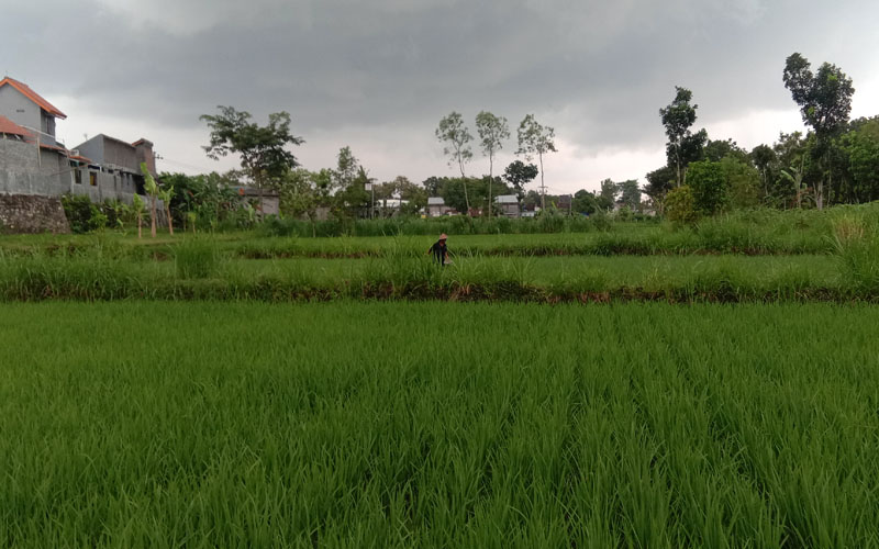 Setiap Tahun 150 Hektare Lahan Pertanian di Jogja Lenyap