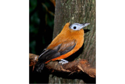 Burung Eksotis Ini Nyanyikan Melodi Aneh Saat Musim Kawin