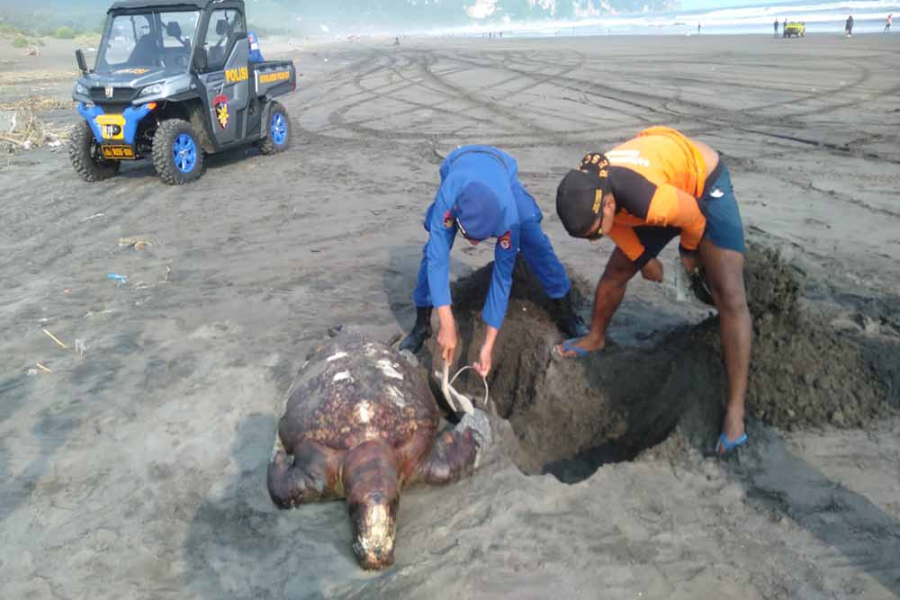 Penyu Lekang Ditemukan Mati Terdampar di Pantai Parangkusumo