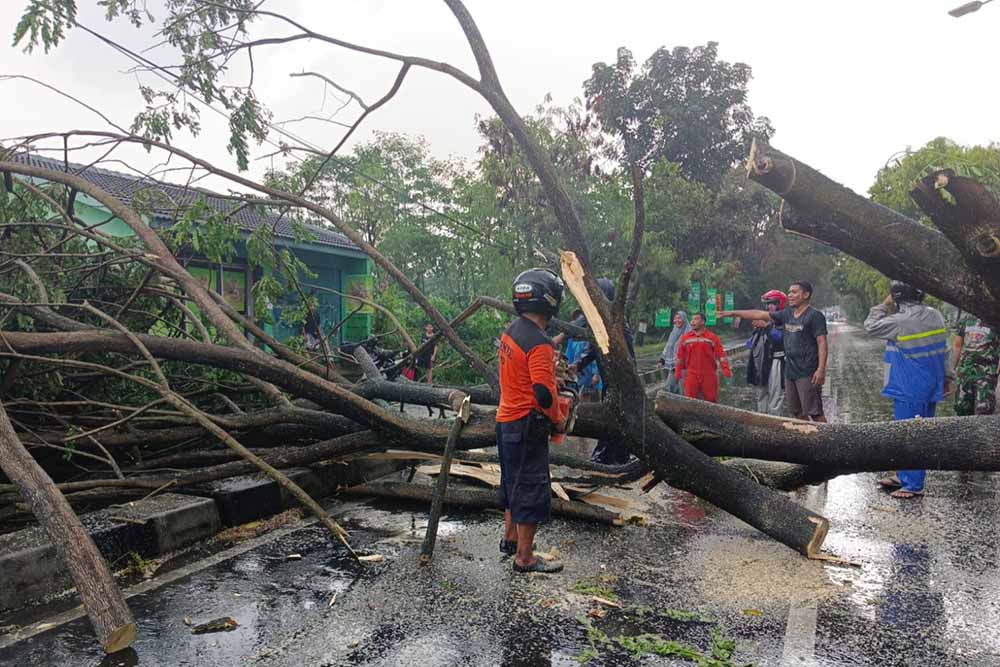 Belasan Pohon di Sleman Tumbang akibat Hujan Angin, Satu Orang Korban Luka