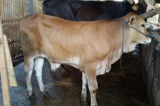 Waspada! Ratusan Sapi di Bantul Terserang Penyakit Lato-Lato