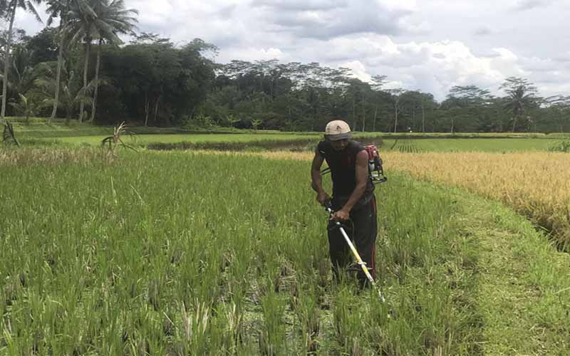 Ikut Sekolah Lapang Iklim, Petani Terbantu saat Masa Tanam