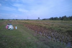 Kembangkan Koro Benguk, Kulonprogo Buka Lahan 20 Hektar