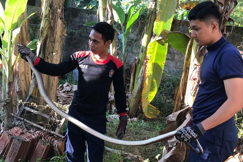 Tiga Ekor Ular Kobra di Halaman Rumah Warga Bantul Ditangkap