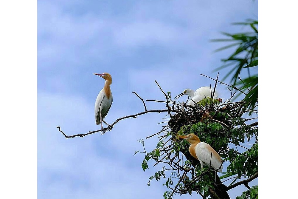 3 Lokasi Tempat Tinggal Burung di Jogja Layak Dikunjungi untuk Wisata