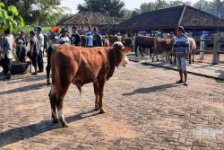 Makin Masif, Penyakit Lato-Lato Menyebar di 17 Kapanewon Wilayah Gunungkidul