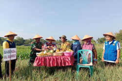 Luar Biasa! 1 Hektare Lahan Kelompok Tani di Kulonprogo Ini Hasilkan 17 Ton Bawang Merah