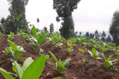 Tembakau Disamakan dengan Narkotika di RUU Kesehatan, Bupati Temanggung Protes