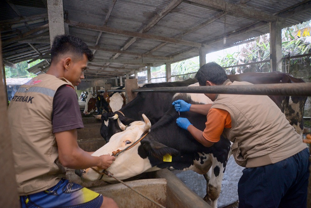 Pemkab Sleman Dapat Tambahan Ribuan Dosis Vaksin LSD