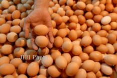Harga Telur Ayam Melambung Tinggi, Begini Penjelasan Distributor
