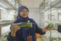 Ini Dia Profesor Anggrek asal UGM, Sukses Perpendek Masa Pembungaan