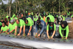 Pecahkan Rekor MURI, 1.000 Bibit Jintan Hitam Ditanam di Cangkringan