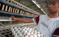 Harga Pangan 30 Mei 2023, Telur Terus Beranjak Naik Rp32.000/Kg
