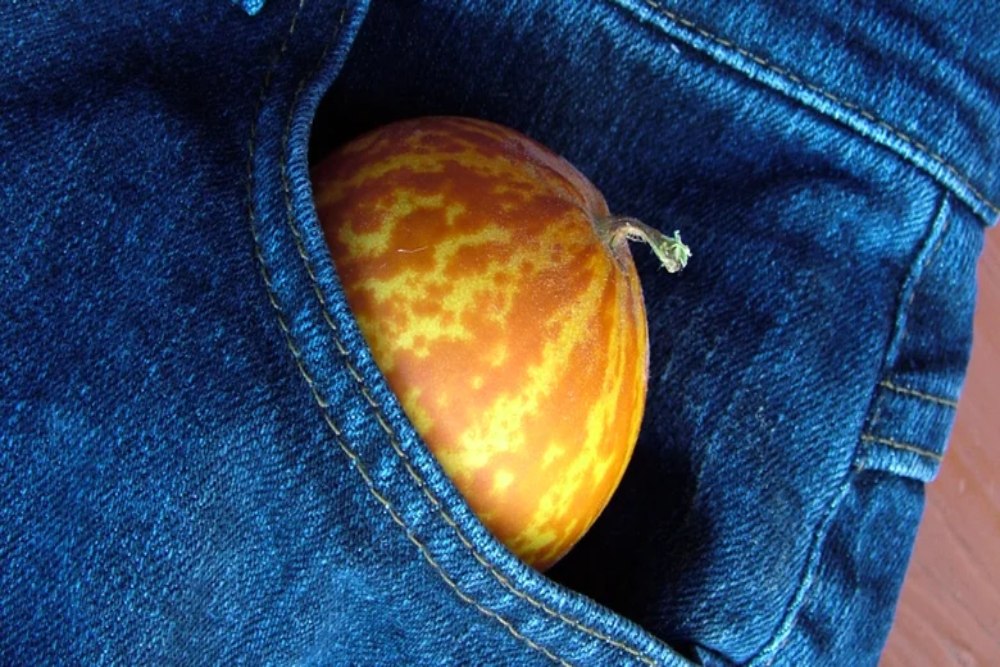 Ada Buah Melon Mini yang Bisa Masuk Saku, Wanginya Seperti Parfum