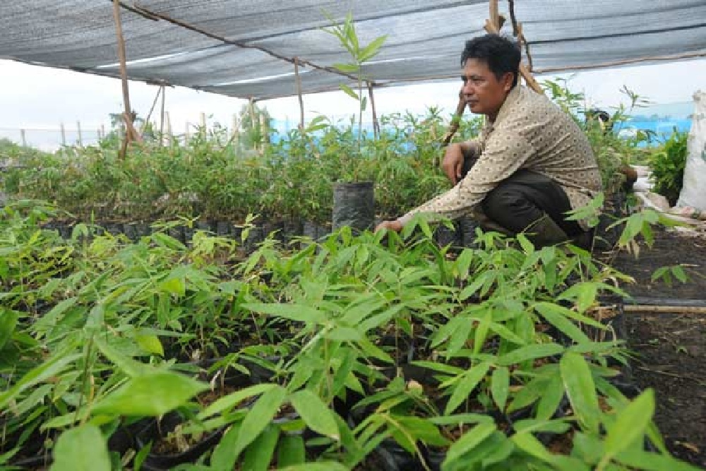 Yuk, Kenali Beragam Khasiat Bambu untuk Kesehatan dan Kehidupan