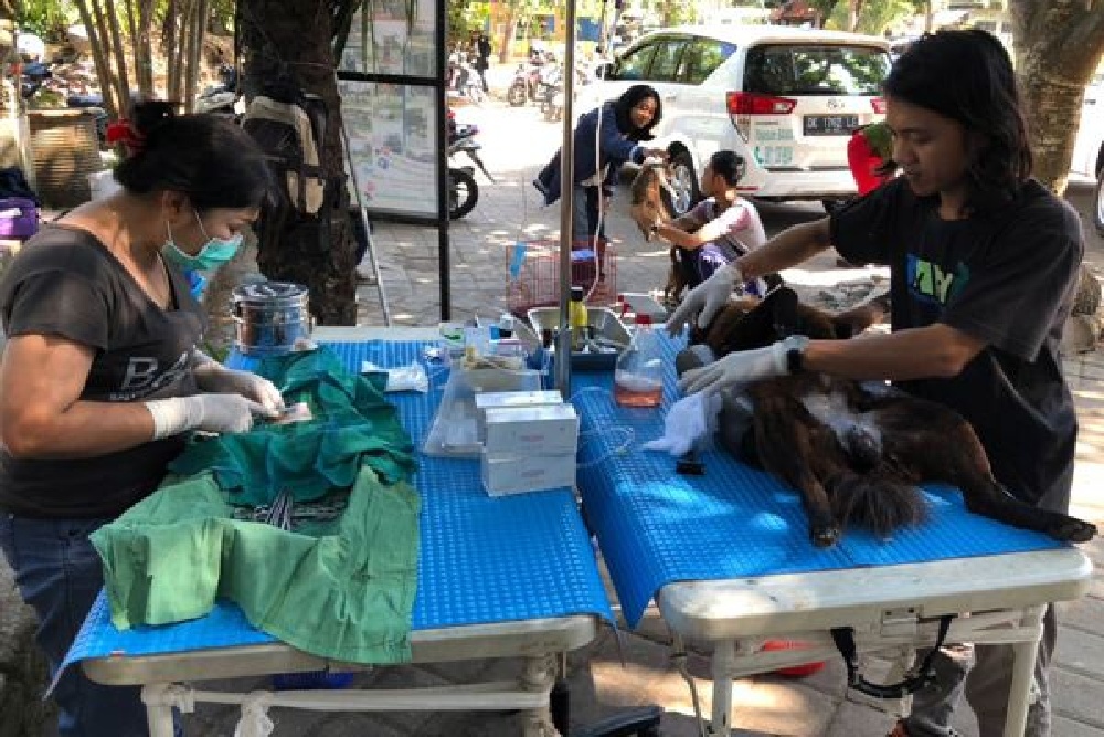 95% Kasus Rabies Disebabkan Gigitan Anjing, Begini Saran Kemenkes