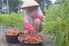 Harga Cabai Terjun Bebas, Petani di Bantul Merugi