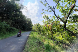 Produksi Kakao di Gunungkidul Belum Optimal