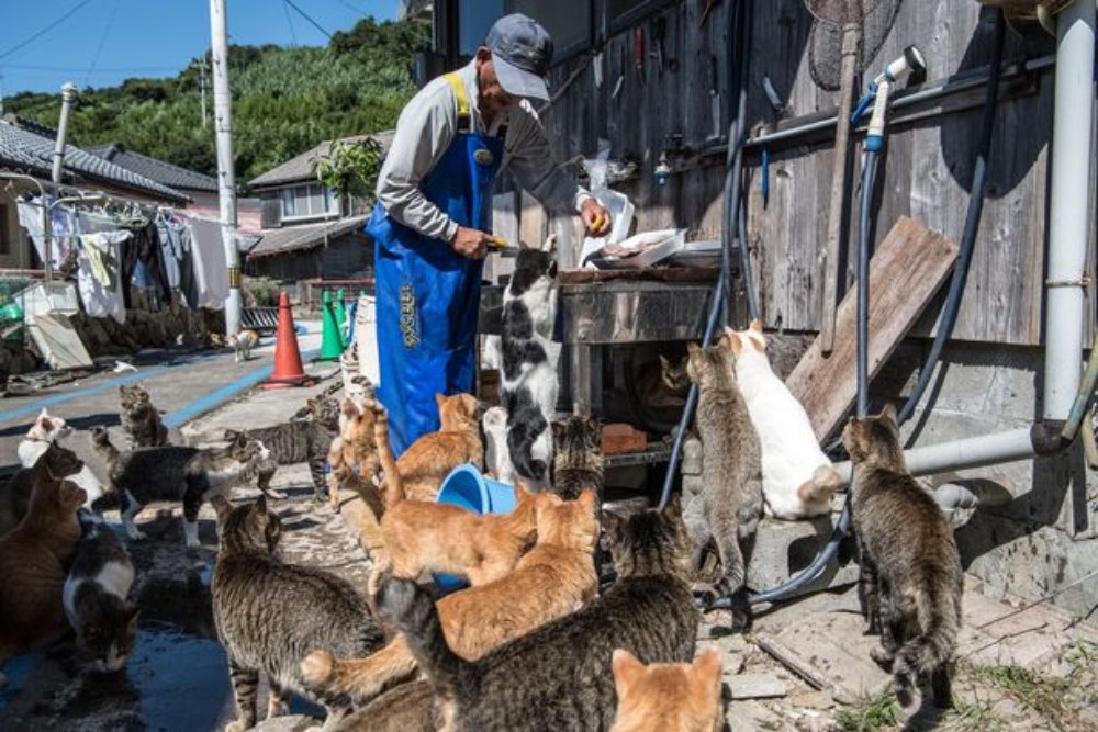 Unik, Negara Ini Punya Pulau Kucing, Jumlah Anabul Lebih Banyak dari Manusia