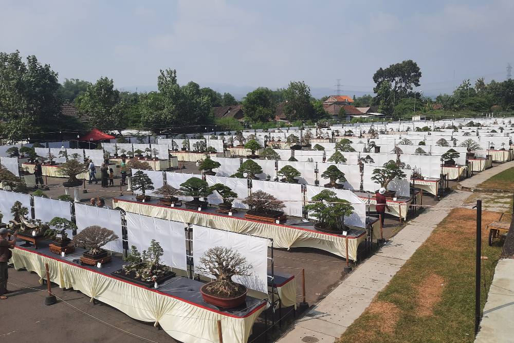 Ribuan Bonsai Dipamerkan di Stadion Sultan Agung, Harganya Ada yang Tembus Miliaran Rupiah