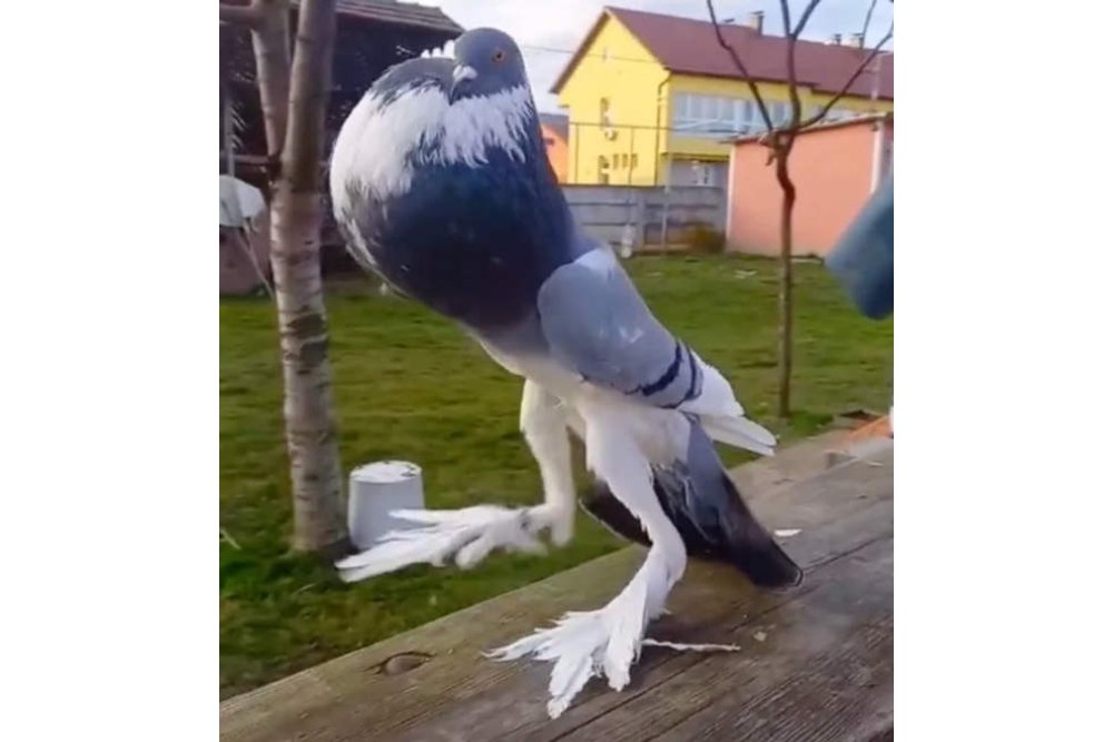 Seperti Mutan, Burung Merpati Viral di Internet karena Punya Bentuk Tubuh Aneh