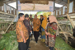 Tak Cuma Dapat Kandang Anyar, Peternak Ngandong Terima 50 Ekor Bibit Kambing PE