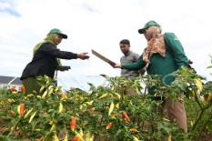 Per Juni, Capaian Sensus Pertanian DIY di Atas 50 Persen