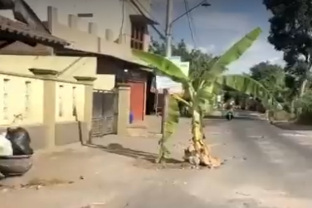 Warga Tanam Pohon Pisang di Jalan, Begini Reaksi Lurah Wirokerten