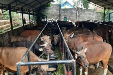 Pemerintah Pusat Turun Tangan Terkait Wabah Antraks Gunungkidul, Salurkan 96.000 Dosis Antiobiotik